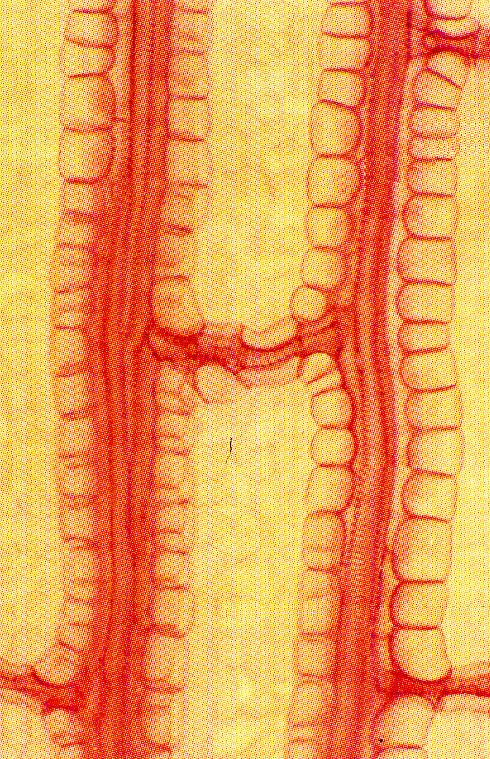 Venación (y 3) Células del mesófilo Células de la vaina del haz Células