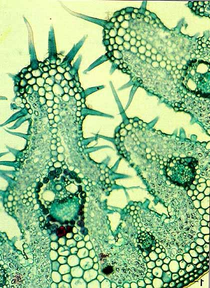 Hoja Xerófita (3) Epidermis adaxial Esclerénquima (cordones) Mesófilo Tricomas Crestas con tricomas Haz vascular Xilema Floema Células