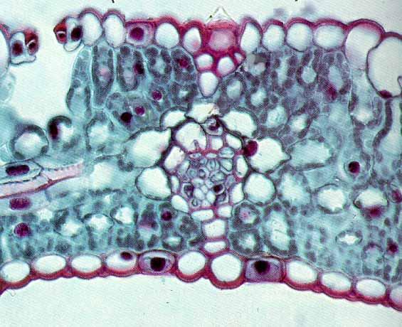 Estoma Epidermis con cutícula Hojas C3 Vaina externa Vaina interna (vaina del mestoma) Mesófilo Detalle de