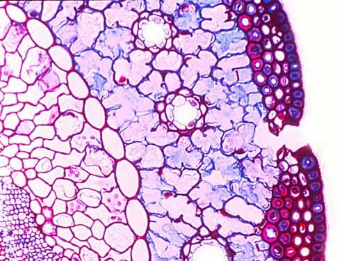 Hoja de Pinus (1) Mesófilo (cél lobuladas) Epidermis con cutícula Células
