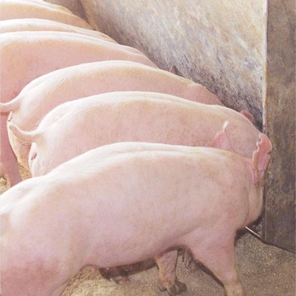 En resumen, existen datos en la literatura científica que deberían ser considerados por la industria de producción porcina y ayudarían a reducir, en alguna medida, el costo de producción; sin