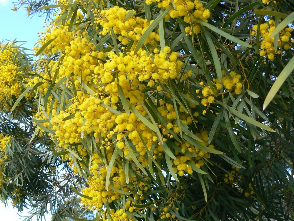 Acacia saligna (Labill.) H. L. Wendl.