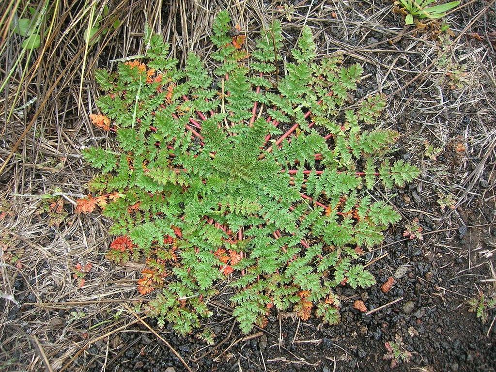 Erodium cicutarium (L.) L Herb Fuente: http://www.