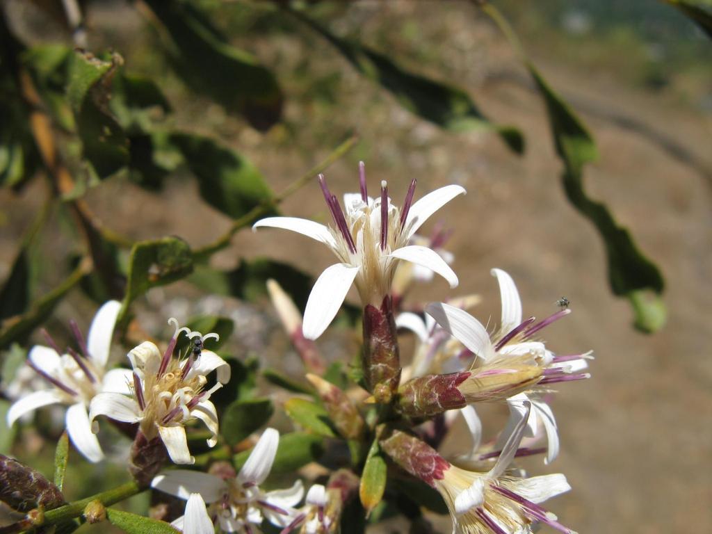 Proustia cuneifolia D.