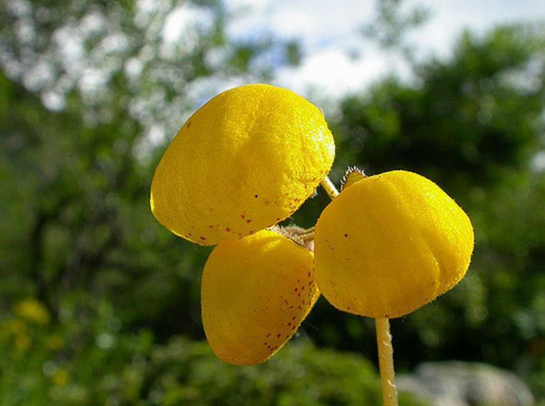 Calceolaria biflora Lam. Fuente: https://www.