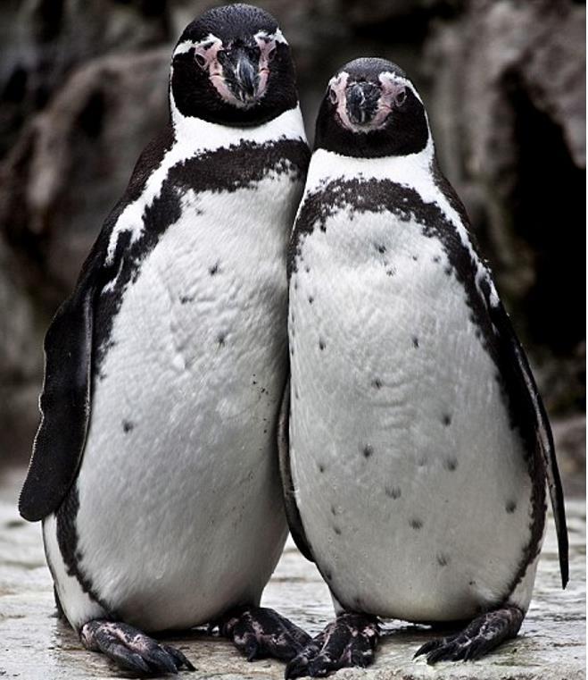 Pingüino de Humboldt Spheniscus humboldti Meyen