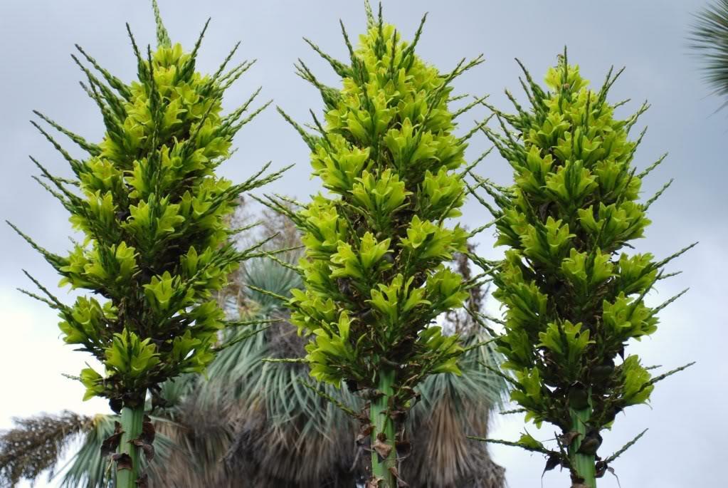 Puya chilensis (Mol.) (Cardó Fuente: http://i743.