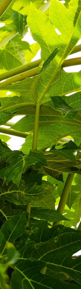 PAPAYA Es una planta herbácea de tallo carnoso, frágil, muy esponjoso y hueco en su parte central; llega a medir hasta 9 m de altura y sus hojas son de color verde oscuro, gruesas y hasta de 80 cm de