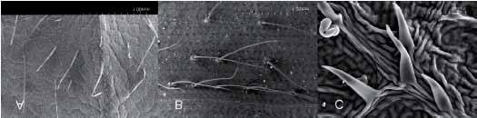 Análisis de micrografías electrónicas de estomas presentes en la superficie de: (A) fruto de durazno; (B) fruto de cereza; (C) superficie abaxial de hoja de rosal; y (D) superficie abaxial de hoja de