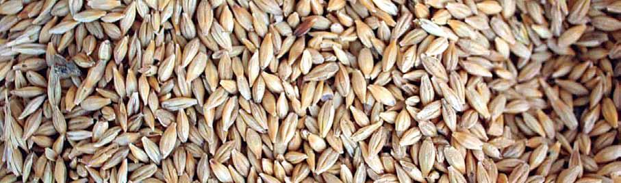 La fertilización nitrogenada afecta tamaño y contenido de proteína en granos de cebada cervecera apmaglian@agro.uba.