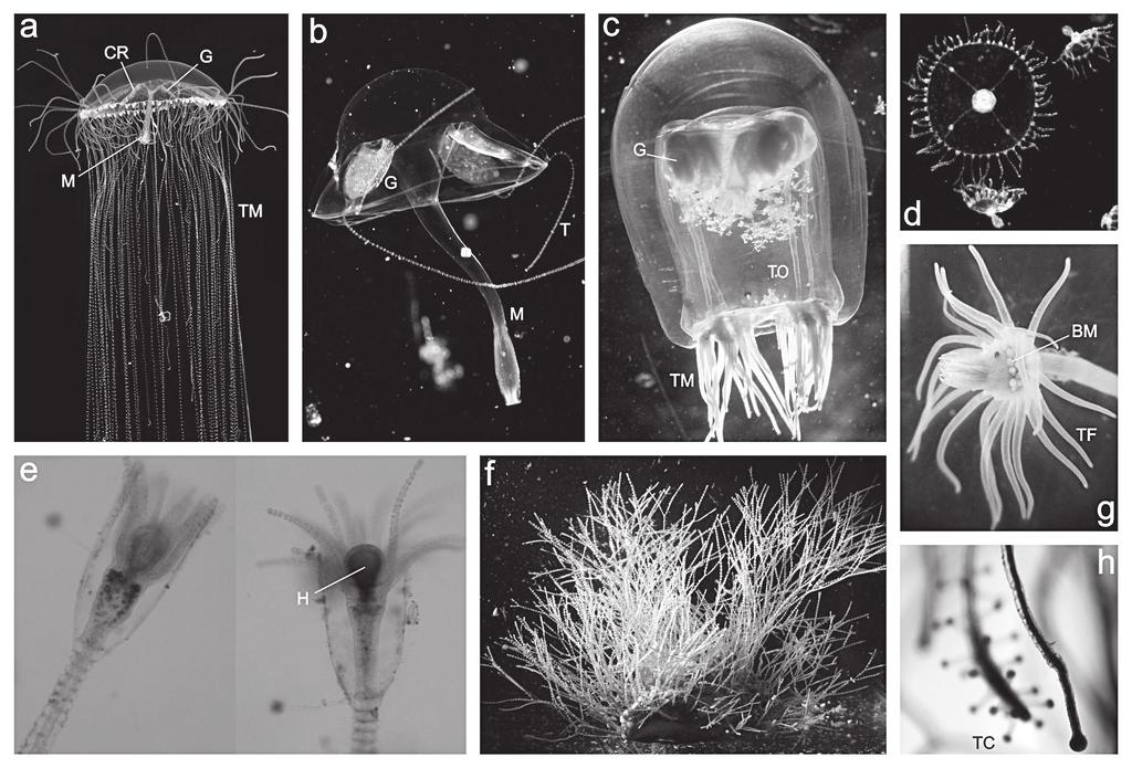 las generaciones de pólipos y medusas. A partir de un zigoto se desarrolla una larva plánula que se fija a un sustrato dando lugar a un pequeño pólipo.