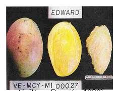 sembrados a 6 x 6 m 'Haden' monoembrionico, originado en Florida, desciende del cultivar Mulgoba, Edwar' monoembrionico, posiblemente