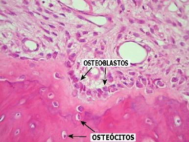 El endostio está formado por tejido conectivo,con abundantes vasos sanguíneos, células osteogénicas y osteoblastos.