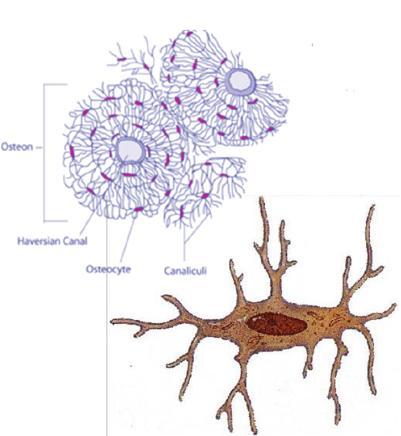 OSIFICACIÓN La osificación es el proceso de formación de los huesos, que comienza en la vida intrauterina. Hay dos tipos de osificación: intramembranosa y endocondral.