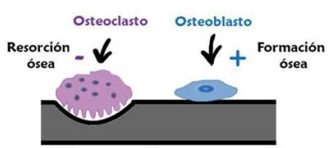 Los osteoclastos son células de gran tamaño, multinucleadas, formadas por la fusión de monocitos provenientes de la médula ósea y con un elevado contenido de enzimas lisosómicas.