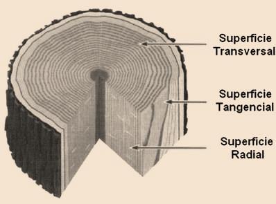 Introducción a la biología de la madera I: Características de la