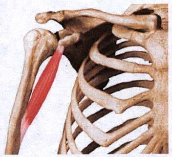 MÚSCULOS QUE MUEVEN EL MIEMBRO SUPERIOR. Músculos que mueven el hombro (articulación escápulohumeral): Cruz (2004) y Weineck (1995) Movimiento principal: Flexión Músculo principal: Coracobraquial.