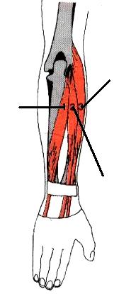 extensor del codo. Músculos auxiliares: Cubital posterior, extensor común de los dedos.