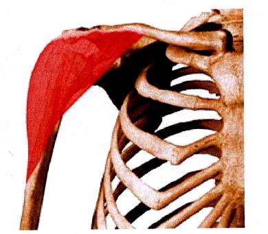Movimiento principal: Abducción Músculo principal: Deltoides. (Fig. 117) Origen: Tercio externo de la clavícula, acromion, espina de la escápula Inserción: Impresión o tuberosidad deltoidea.