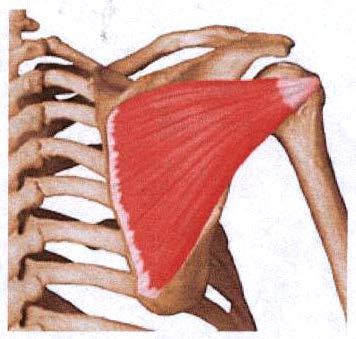 Movimiento principal: Rotación Externa. Músculo principal: Infraespinoso y Redondo Menor. (Fig.