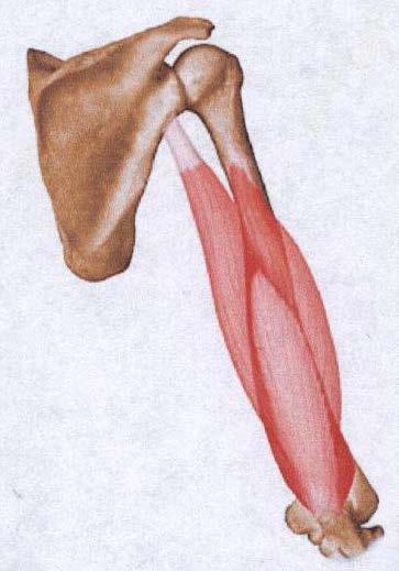 Fig. 122- Músculo Tríceps Braquial. Músculos que mueven el antebrazo (articulaciones cúbitoradial proximal y distal): Cruz (2004) y Weineck (1995) Movimiento principal: Pronación.