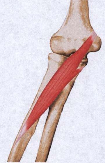 2 1 1 2 Fig. 123- Músculo de la pronación: 1-Pronador Redondo. 2-Pronador Cuadrado. Movimiento principal: Supinación.