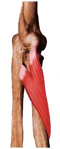 Fig. 125- Músculo Supinador Corto. Músculos que mueven la muñeca (articulación radiocarpiana): Cruz (2004) y Weineck (1995) Movimiento principal: Flexión de Muñeca.