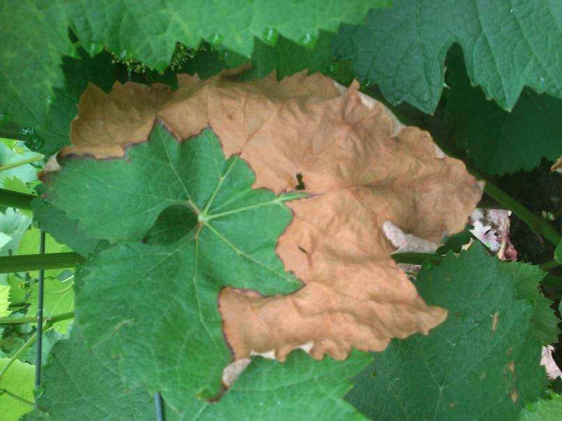 En hojas, se manifiesta con la aparición de amplias necrosis semejantes a quemaduras (Fig.