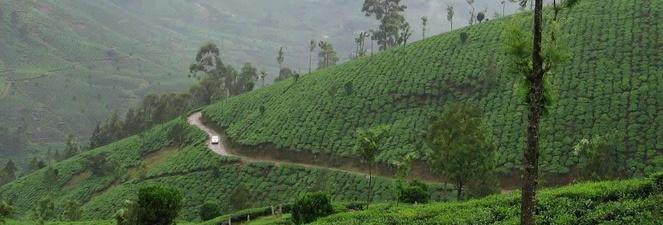 Darjeeling Darjeeling es internacionalmente famosa por su industria del té y sus plantaciones que se remontan a mediados del siglo XIX como parte del desarrollo