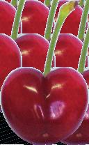 Variedades Royal Down Originaria de Estados Unidos, es una variedad muy vigorosa. Frutos grandes, con forma de corazón y sutura muy notable. Color de la epidermis rojo claro y pulpa roja.