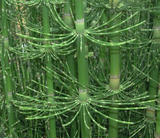 Plantas vasculares sin semilla II: Monilophyta Sitios web para explorar http://plantphys.