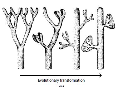 El origen de los megafilos: teoría del teloma No se conoce un solo linaje de plantas que presente los tres pasos cruciales En cambio, cada paso aparece independientemente en varios linajes fósiles