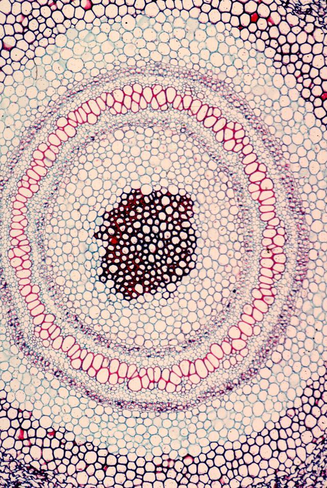 médula Polypodiales: Anatomía del tallo (rizoma) Solenostela: sifonostela formada