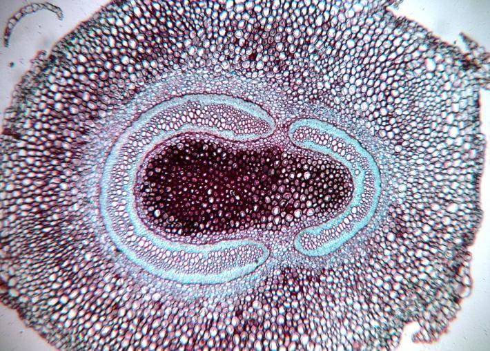 médula central floema Solenostela (se ve rastro foliar) fibras parénquima xilema
