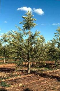 mejorando la utilización de los factores que intervienen en la fructificación del olivo: Disponibilidad de agua Disponibilidad de nutrientes del suelo