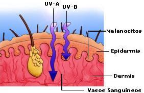 RADIACIÓN ULTRAVIOLETA UV- B La radiación ultravioleta es la principal