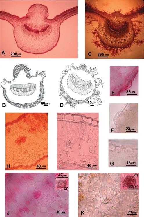 10 G. Avila et al.: Anatomía de hoja, fruto y semilla de Solanum grossum Fig. 2. Corte transversal de lámina de S. grossum y S. riparium. A-B. Haz vascular principal de S. grossum. C-D.