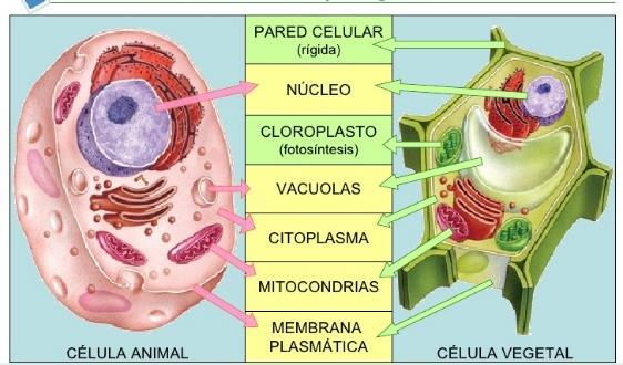 INTRODUCCIÓN Aunque los organismos estén compuestos por diferentes tipos de célula, su funcionamiento siempre dependerá de los organelos celulares.