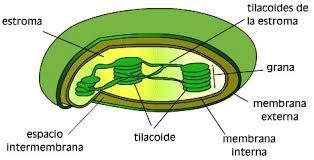 Para la realización de la presente práctica, es necesario tener en cuenta lo siguiente: Características estructurales de la célula vegetal Estructura y función de organelos celulares.