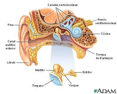 Oído El oído es un órgano sensorial complejo compuesto por el sistema auditivo (encargado de la percepción de los sonidos) y el sistema vestibular (cuya función se relaciona con el mantenimiento del