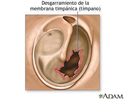 El oído medio también contiene la Trompa de Eustaquio, así como los músculos que mueven los huesecillos.
