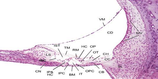El ligamento espiral (SL) es un engrosamiento del periostio en la parte externa del túnel óseo.