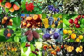 Clasificación de frutales según tipo de fruto 1. De fruta dulce a. b. c.
