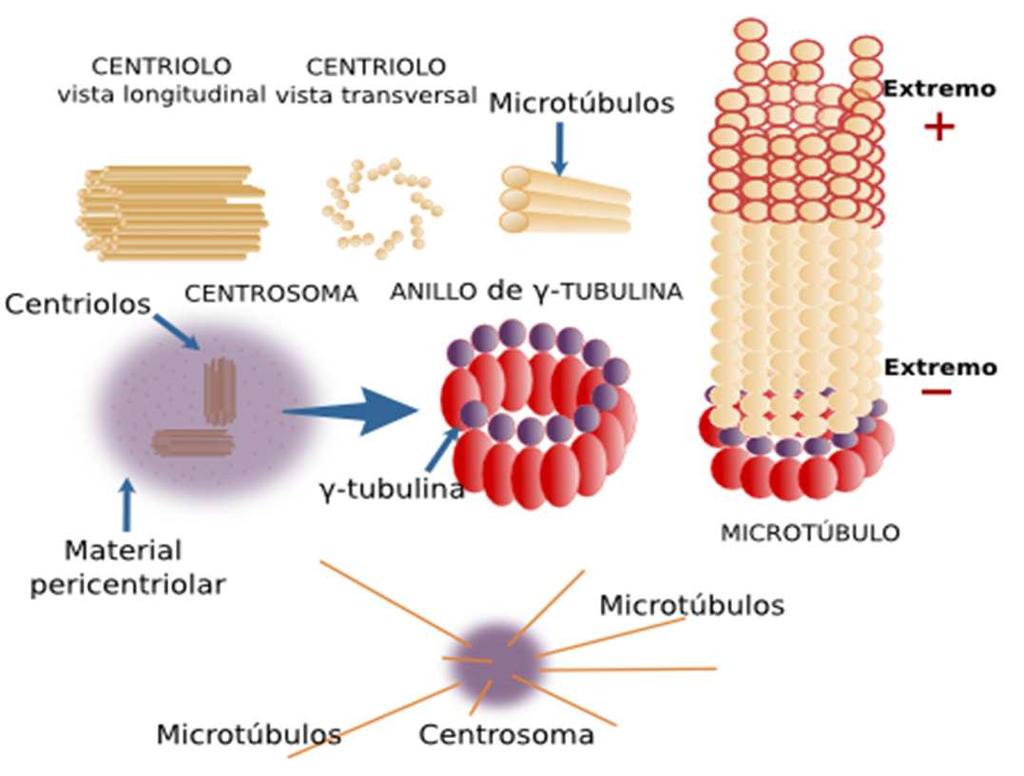 Los centriolos son pequeños cilindros localizados en el interior del centrosoma, de 0,2 µm de diámetro de 0,4 µm de