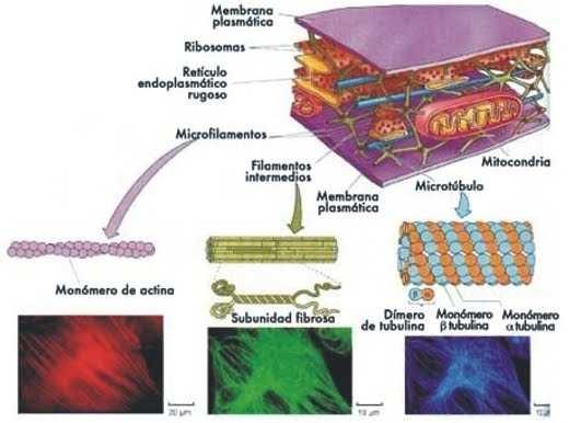 Citoesqueleto Está formado por tres componentes filamentosos, los microtúbulos, los microfilamentos y los