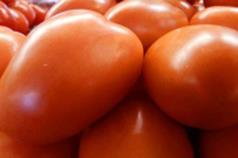 Hortalizas Tomate de cocina, mediano, de primera (caja de 45 a 50 lb) Cuadro 1.Precio promedio semanal Precio promedio (quetzales) Variación 100.00 120.83 20.