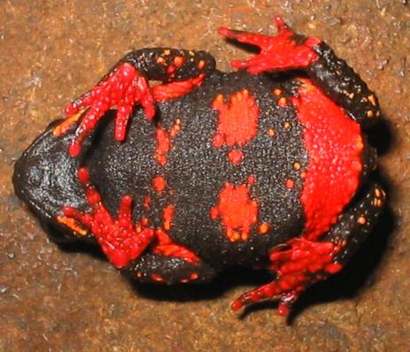 Melanophryniscus atroluteus, (Miranda-Ribeiro, 1920) Nombre común: Kururu, Toky to syry (Gua); Sapito (Es); Uruguay Redbelly Toad (In).