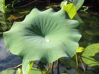 5 3) Las plantas que observas en este estanque, podrían vivir fuera del estanque Por qué