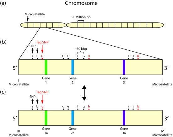 COMPARACION MARCADORES GENETICOS Microsatélites: - 400 identificados en genoma de salmones.