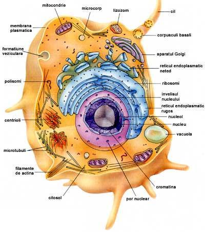 EUCARIONTES Células del resto de los organismos unicelulares y